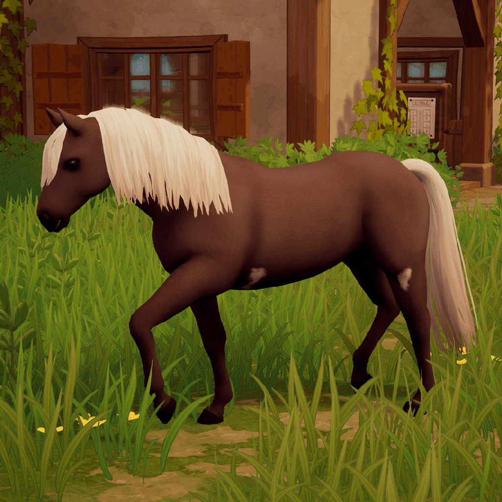 chestnut sabino variations